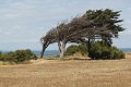 (54) Ile d'Oléron